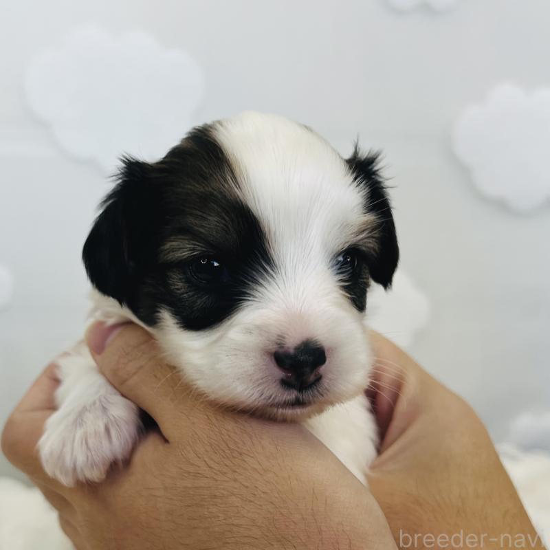 販売中の埼玉県のパピヨン-429635の6枚目