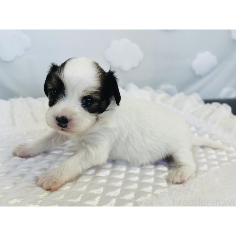 販売中の埼玉県のパピヨン-429635の5枚目