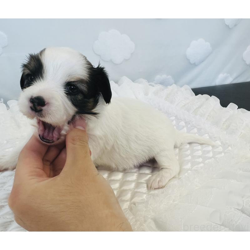 販売中の埼玉県のパピヨン-429635の4枚目