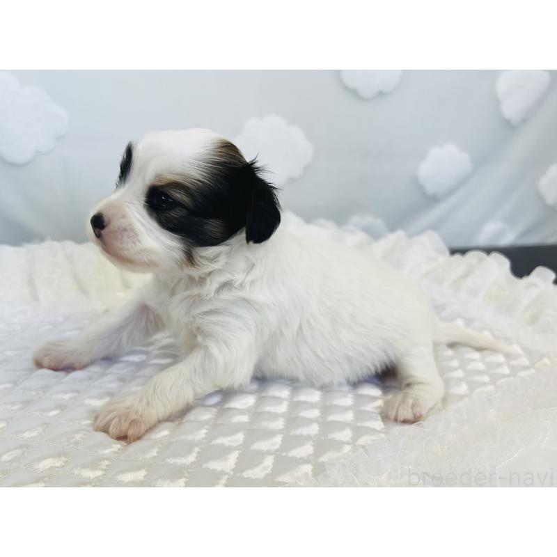 販売中の埼玉県のパピヨン-429635の3枚目