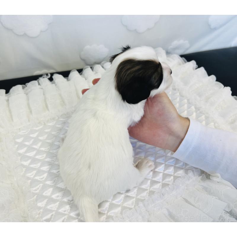 販売中の埼玉県のパピヨン-429635の2枚目