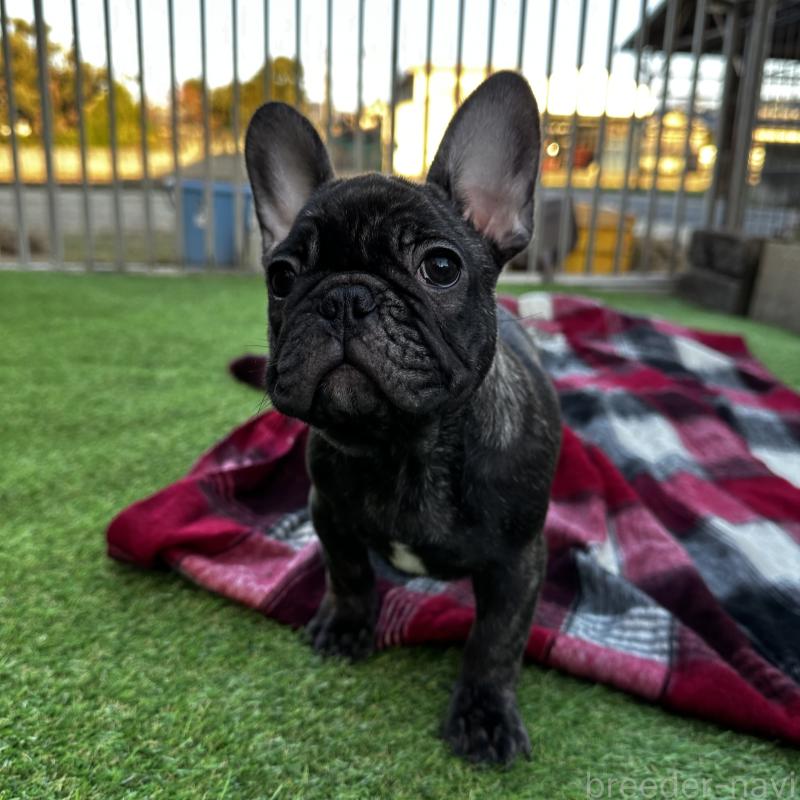 成約済の兵庫県のフレンチブルドッグ-422376の8枚目