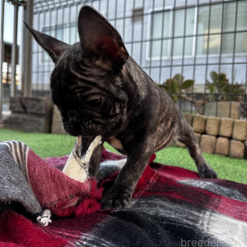 成約済の兵庫県のフレンチブルドッグ-422376の7枚目