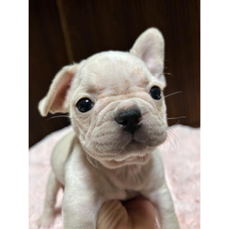 販売中の三重県のフレンチブルドッグ-429636の1枚目