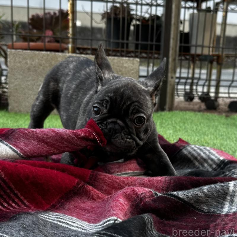 成約済の兵庫県のフレンチブルドッグ-422376の6枚目