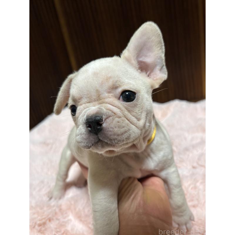 販売中の三重県のフレンチブルドッグ-429636の6枚目