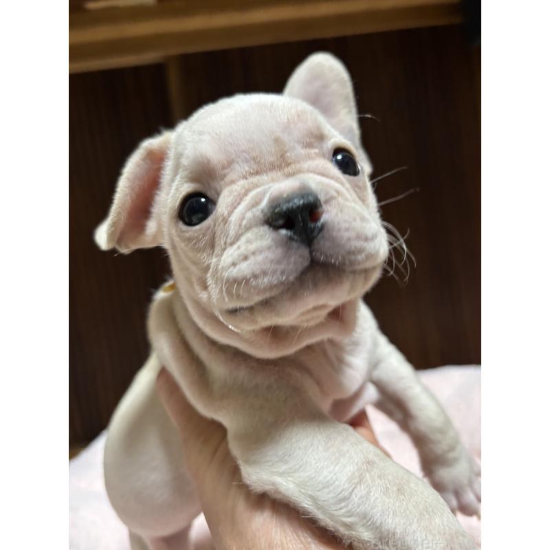 販売中の三重県のフレンチブルドッグ-429636の5枚目