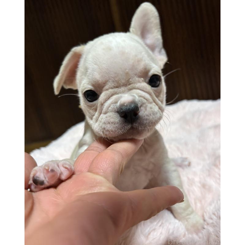 販売中の三重県のフレンチブルドッグ-429636の4枚目