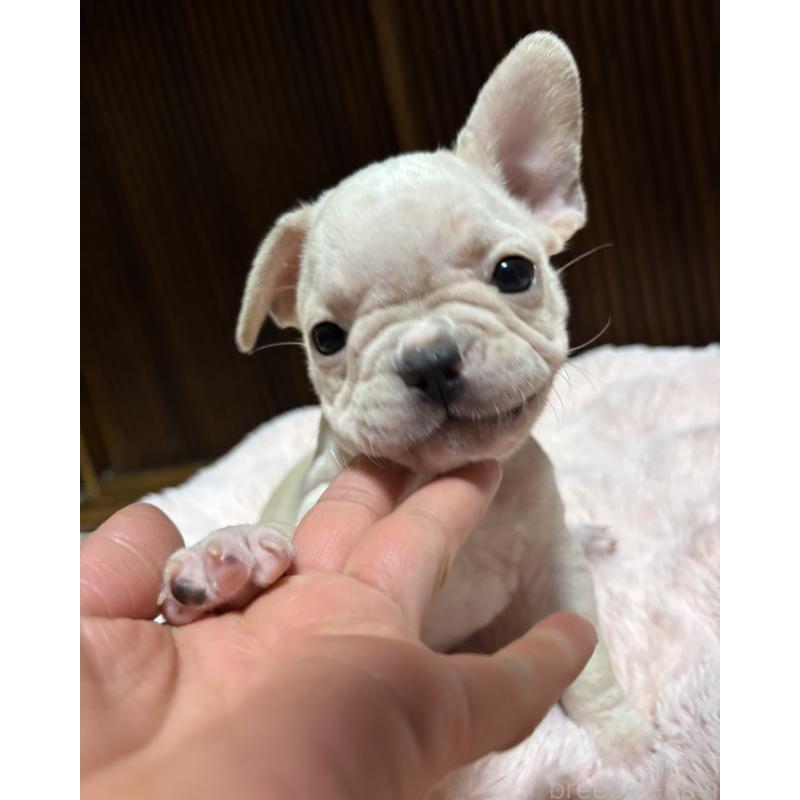 販売中の三重県のフレンチブルドッグ-429636の3枚目