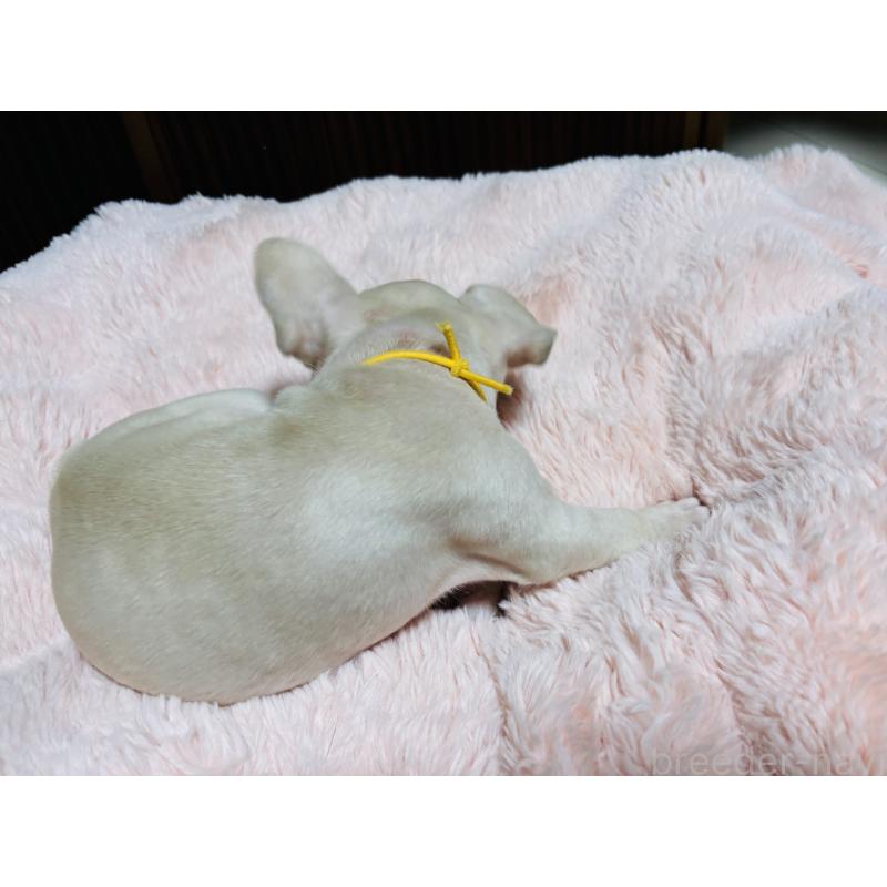 販売中の三重県のフレンチブルドッグ-429636の2枚目