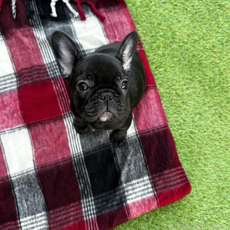 成約済の兵庫県のフレンチブルドッグ-422378の4枚目