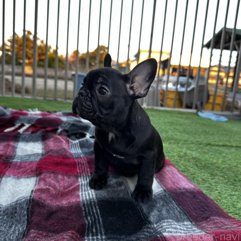 成約済の兵庫県のフレンチブルドッグ-422378の3枚目