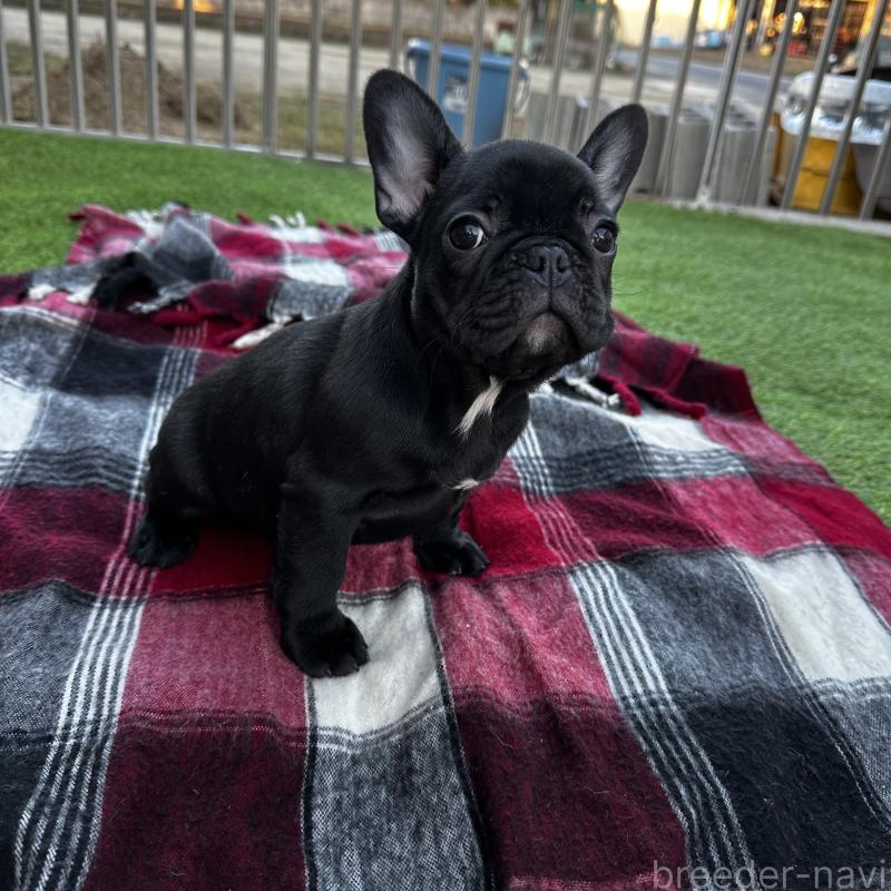 成約済の兵庫県のフレンチブルドッグ-422378の2枚目