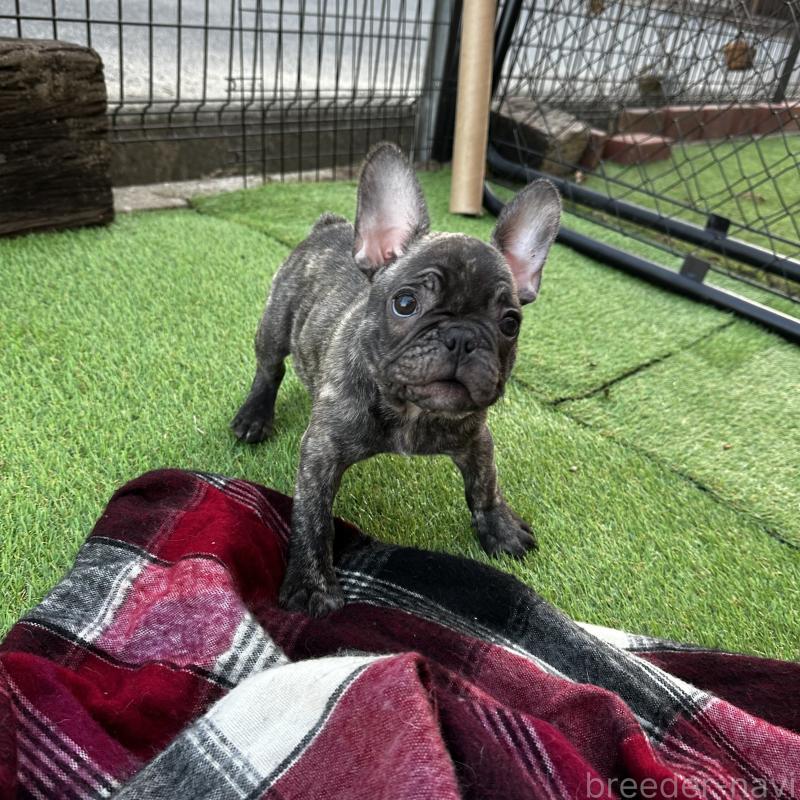 販売中の兵庫県のフレンチブルドッグ-422377の7枚目