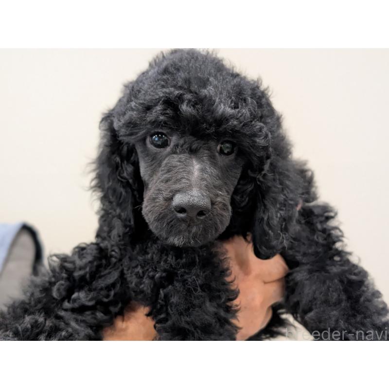 成約済の千葉県のミディアムプードル-418970の4枚目