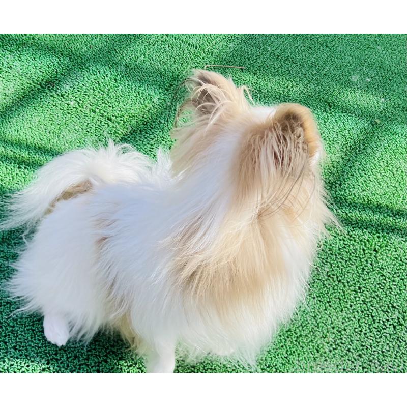 カマロくん1枚目