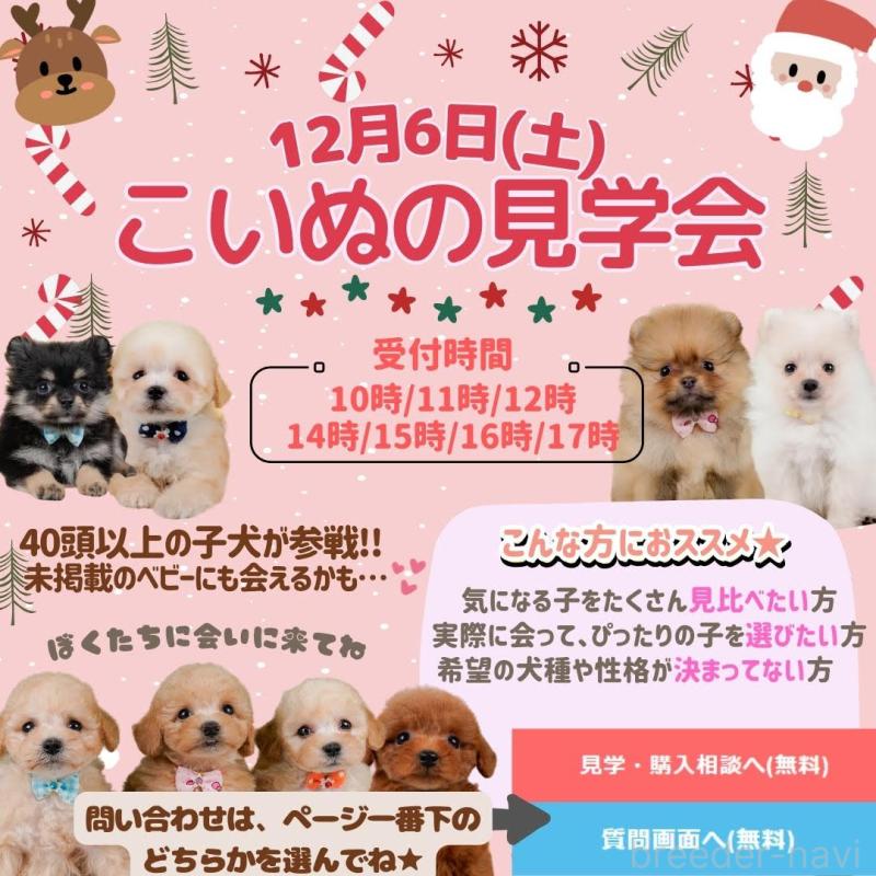 成約済の神奈川県のミニチュアダックスフンド(ロングヘアード)-424525の2枚目