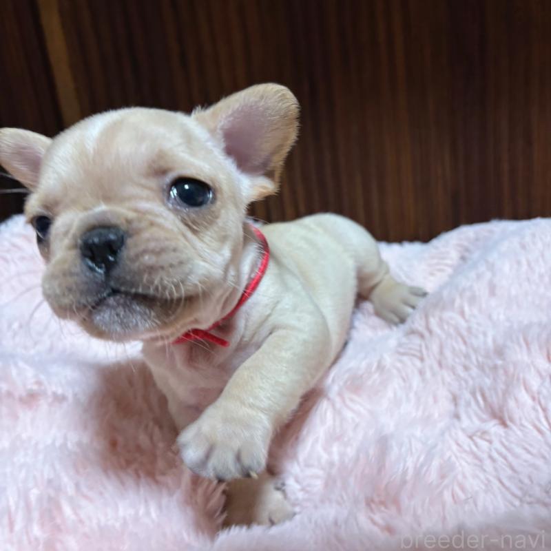 販売中の三重県のフレンチブルドッグ-429637の5枚目