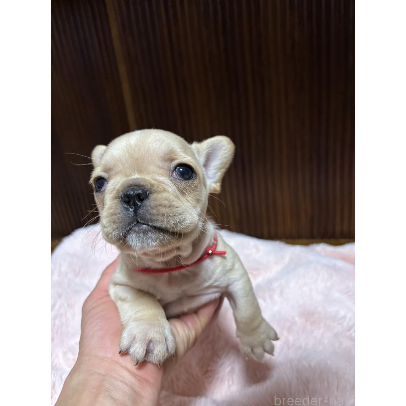 販売中の三重県のフレンチブルドッグ-429637の4枚目