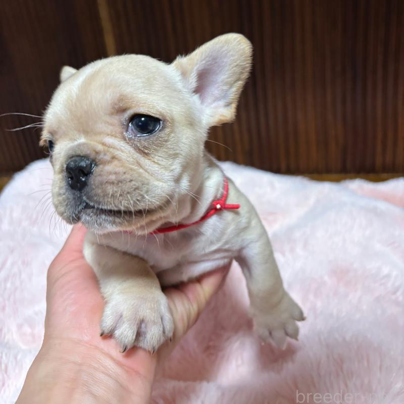 販売中の三重県のフレンチブルドッグ-429637の3枚目