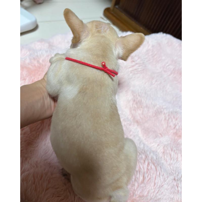 販売中の三重県のフレンチブルドッグ-429637の2枚目