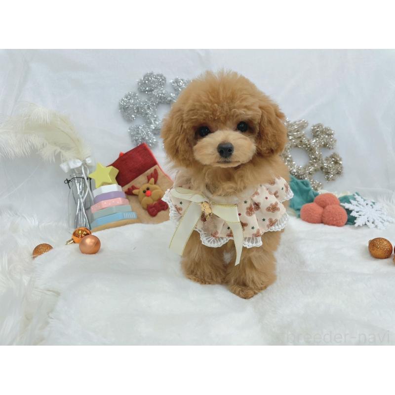 販売中の大阪府のティーカッププードル-419243の2枚目