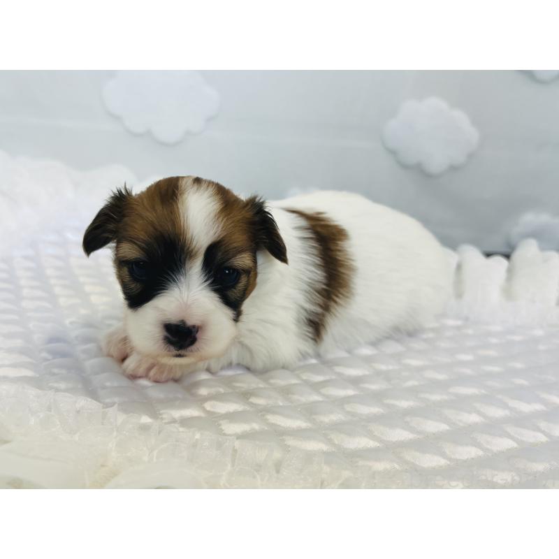 販売中の埼玉県のパピヨン-429638の4枚目