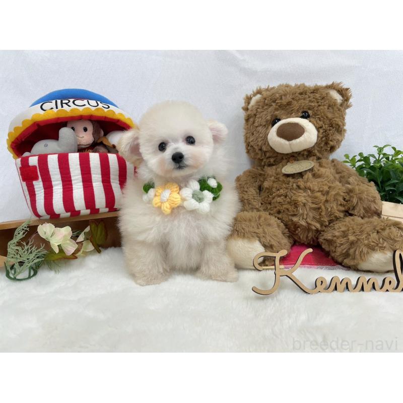 成約済の大阪府のティーカッププードル-422946の2枚目