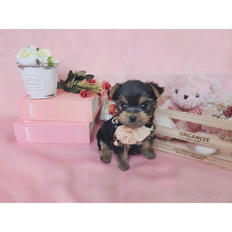 成約済の大阪府のヨークシャーテリア-428122の5枚目