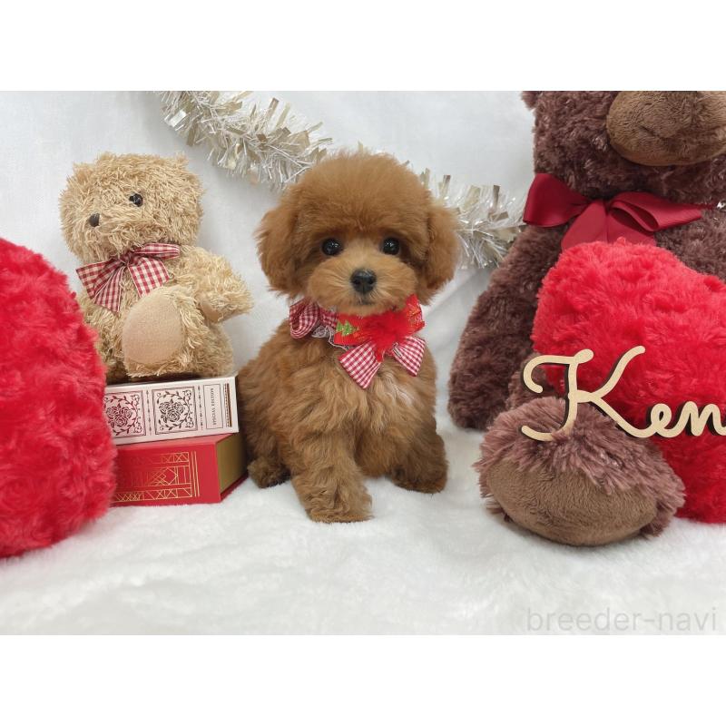 成約済の大阪府のティーカッププードル-426836の2枚目