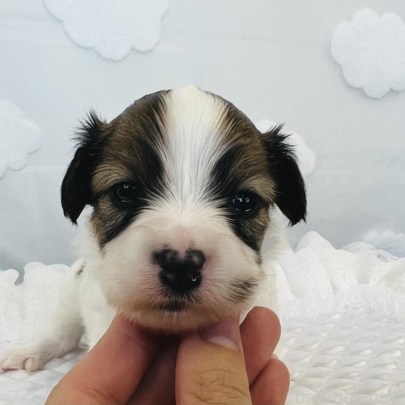 販売中の埼玉県のパピヨン-429639の6枚目