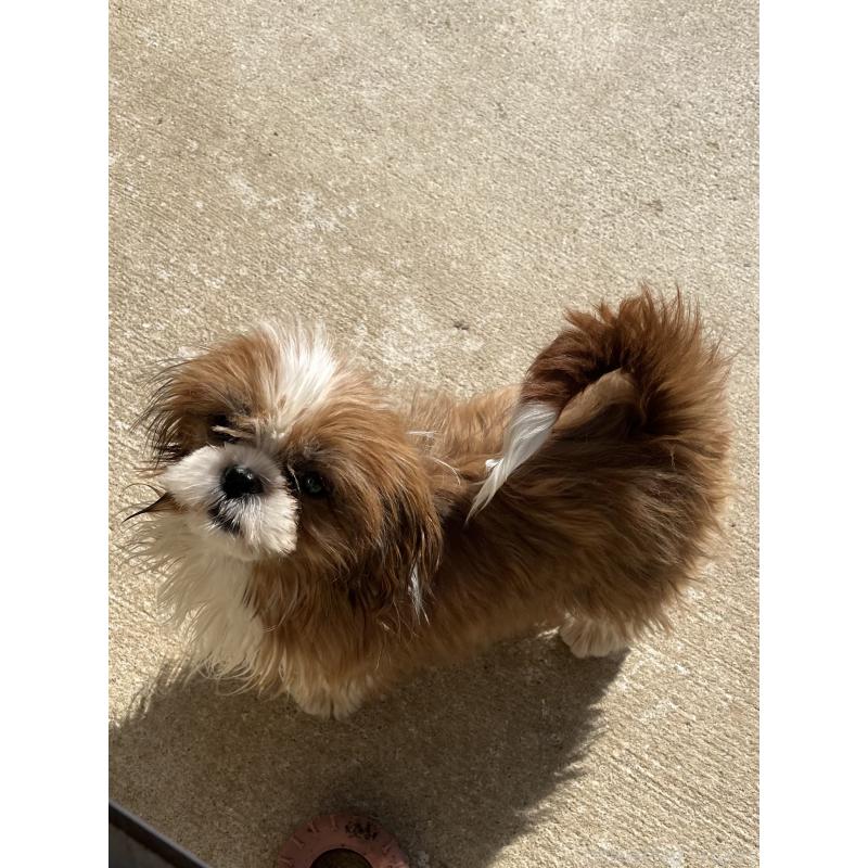 販売中の熊本県のシーズー-427367