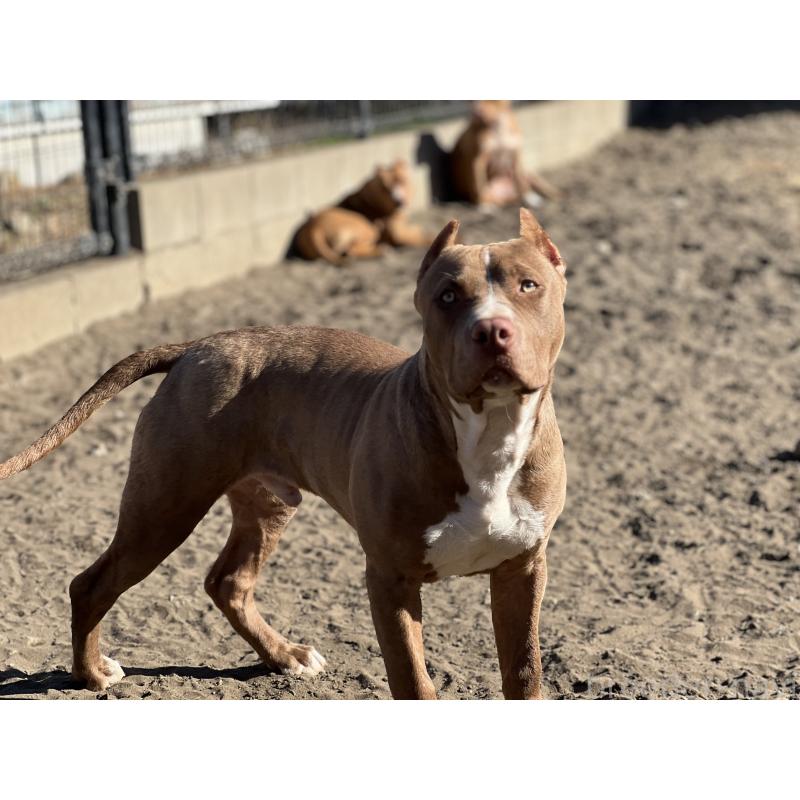 販売中の千葉県のアメリカンピットブルテリア-415778の6枚目