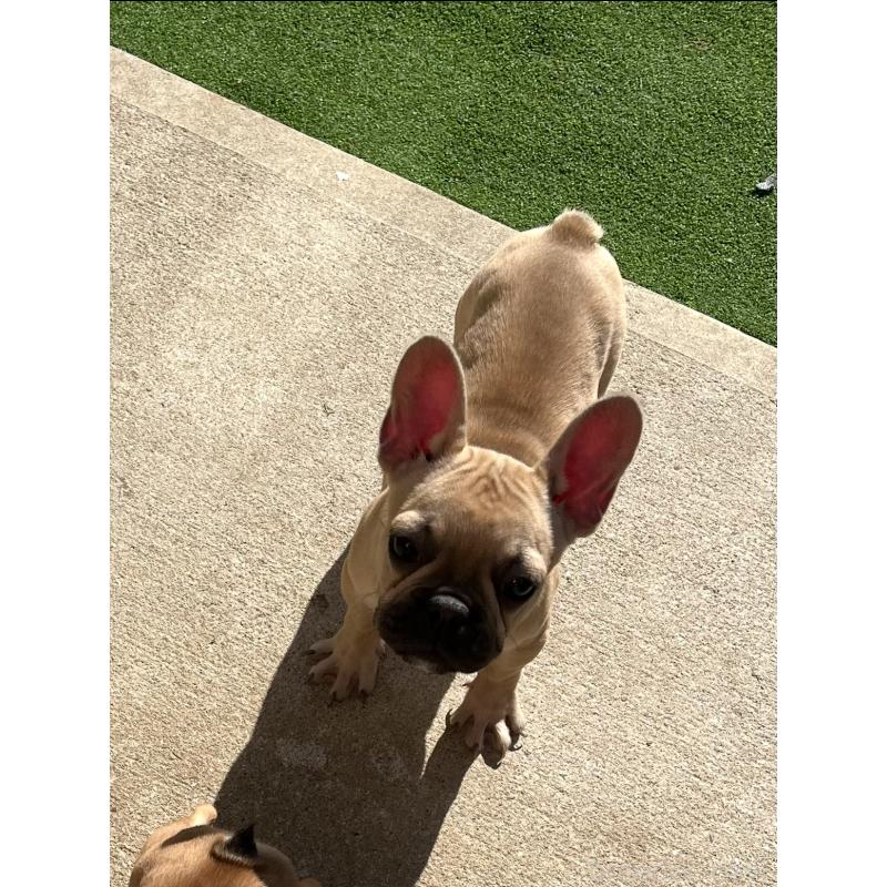 商談中の熊本県のフレンチブルドッグ-414604