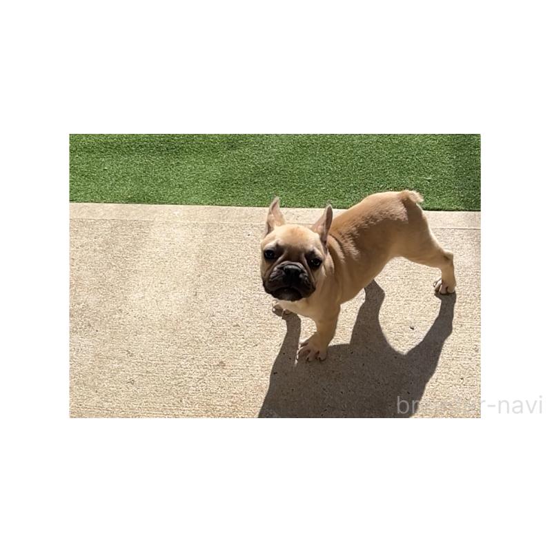 商談中の熊本県のフレンチブルドッグ-414604の3枚目