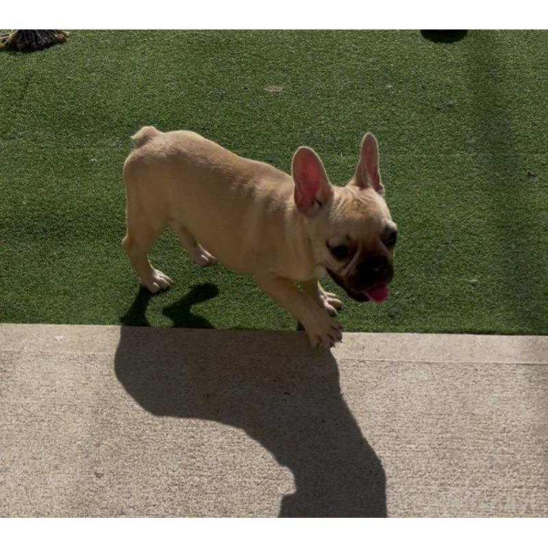 商談中の熊本県のフレンチブルドッグ-414604の2枚目