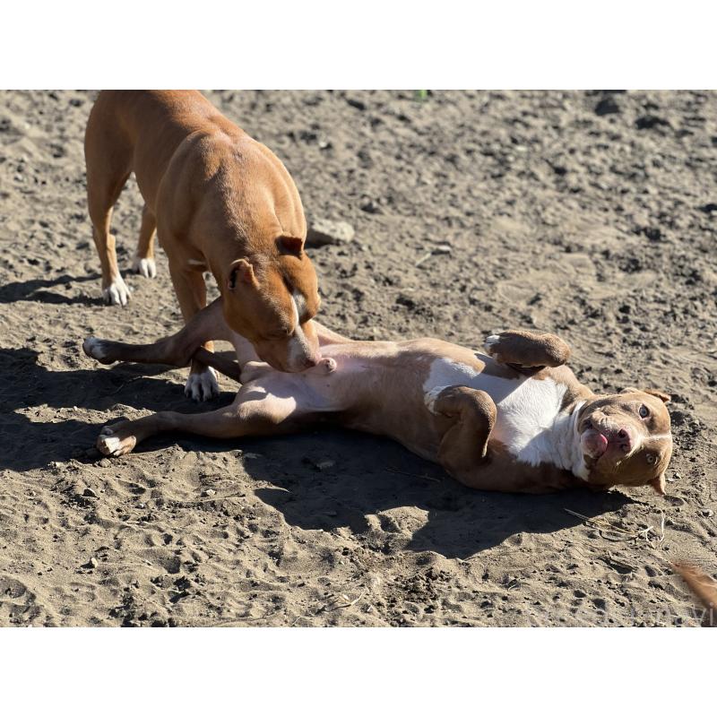 販売中の千葉県のアメリカンピットブルテリア-415778の5枚目