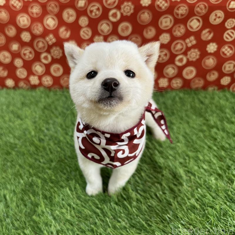 販売中の広島県の豆柴-429641の1枚目