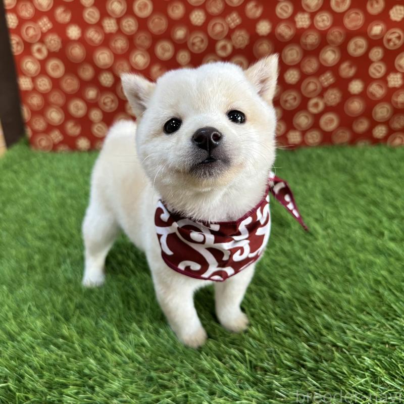 販売中の広島県の豆柴-429641の4枚目