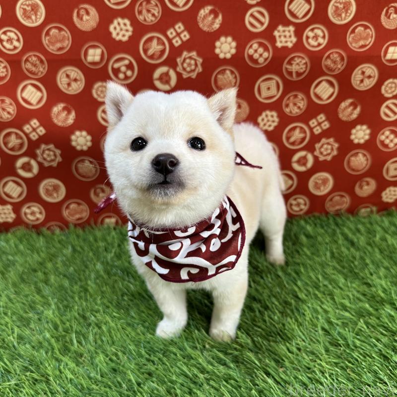 販売中の広島県の豆柴-429641の3枚目