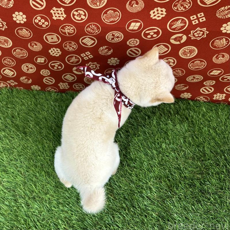 販売中の広島県の豆柴-429641の2枚目