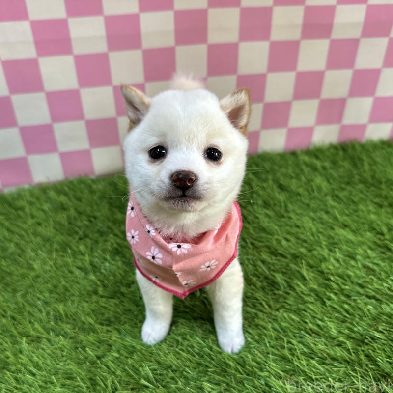 販売中の広島県の豆柴-429642