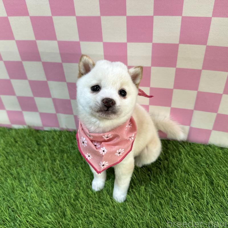 販売中の広島県の豆柴-429642の4枚目