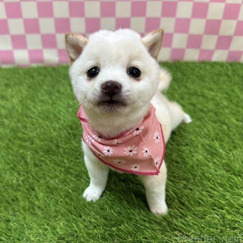 販売中の広島県の豆柴-429642の3枚目