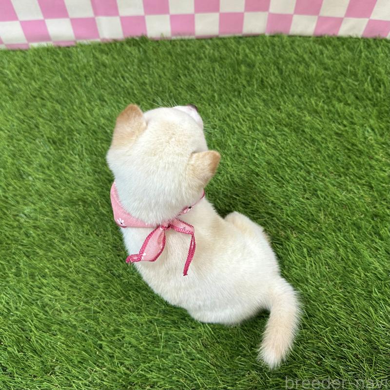 販売中の広島県の豆柴-429642の2枚目