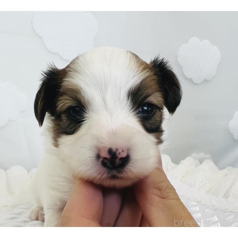 販売中の埼玉県のパピヨン-429644の9枚目