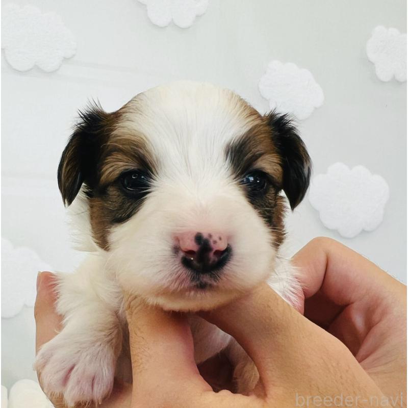 販売中の埼玉県のパピヨン-429644の8枚目