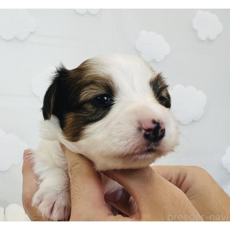 販売中の埼玉県のパピヨン-429644の7枚目