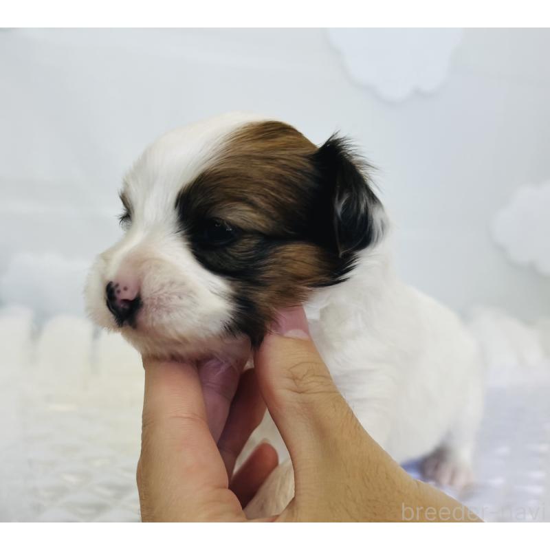 販売中の埼玉県のパピヨン-429644の6枚目