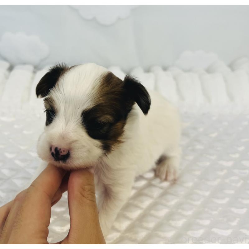 販売中の埼玉県のパピヨン-429644の5枚目